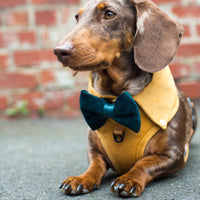 CORDUROY DOG SHIRT HARNESS - Mustard Yellow